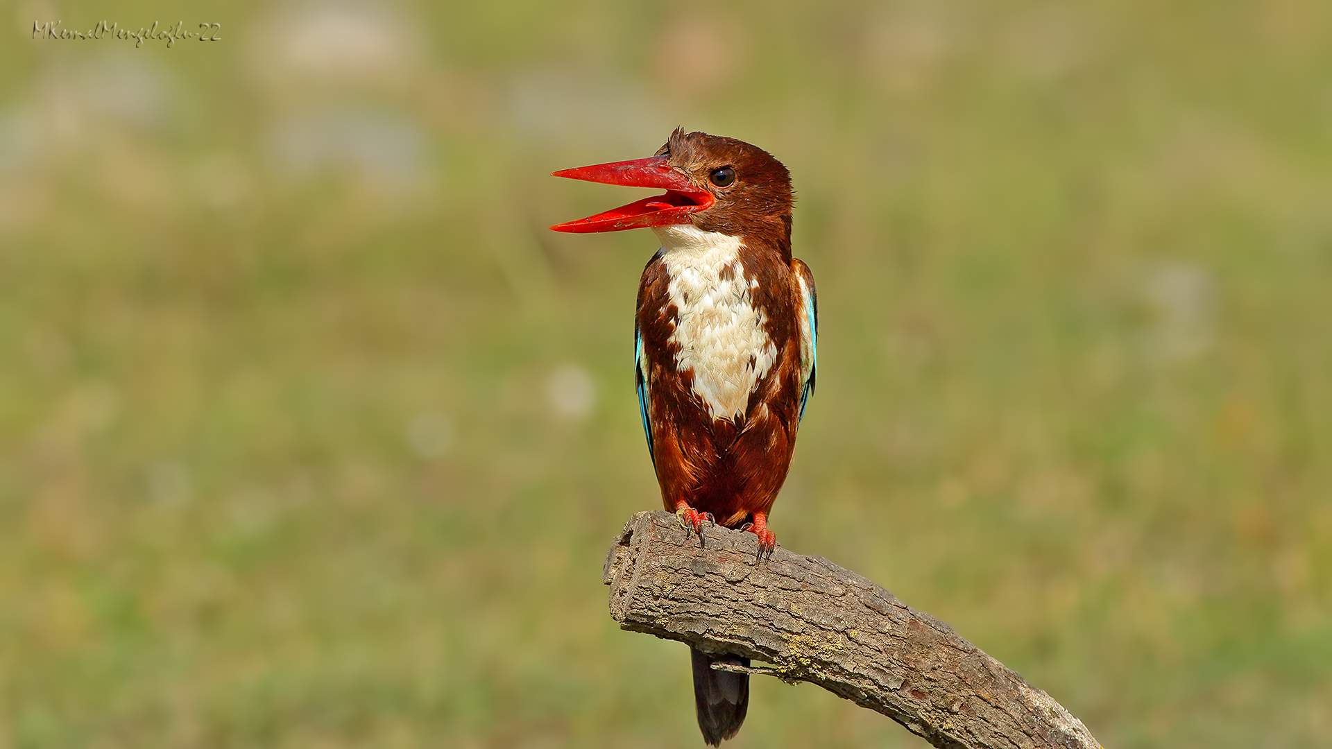 White-throated Kingfisher